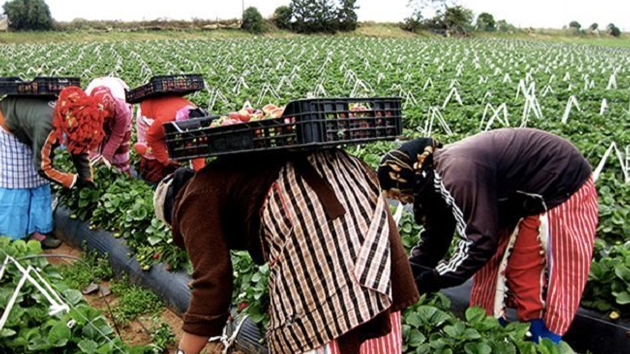 العاملات المغربيات في حقول التوت بإسبانيا