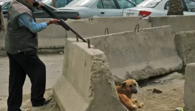 الكلاب الضالة stary dogs