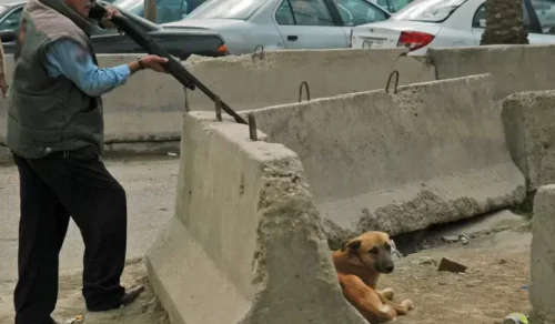 الكلاب الضالة stary dogs