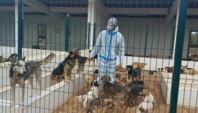 Protéger les animaux errants حماية الحيوانات الضالة