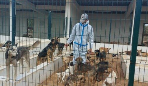 Protéger les animaux errants حماية الحيوانات الضالة