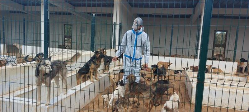 Protéger les animaux errants حماية الحيوانات الضالة